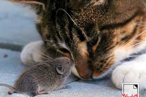گربه و موش-«ویراسـتاران»