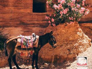 الاغ یا خر-ویراستاران-معنی‌شناسی درزمانی-معنی‌شناسی تاریخی